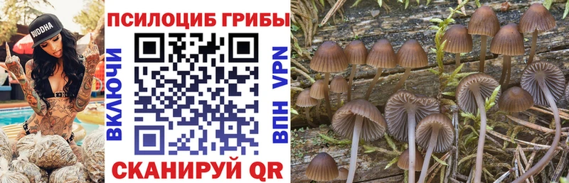 ссылка на мегу ссылка  Камышин  Галлюциногенные грибы ЛСД  где купить  