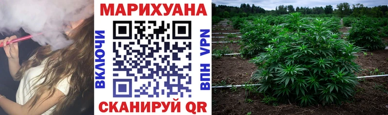 OMG как зайти  Камышин  Канабис сатива 